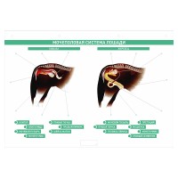 Электрифицированный стенд "Мочеполовая система сельскохозяйственных животных" со сменными фолиями