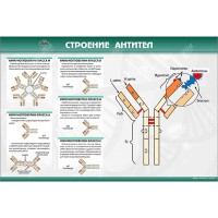 Стенд "Строение антител"